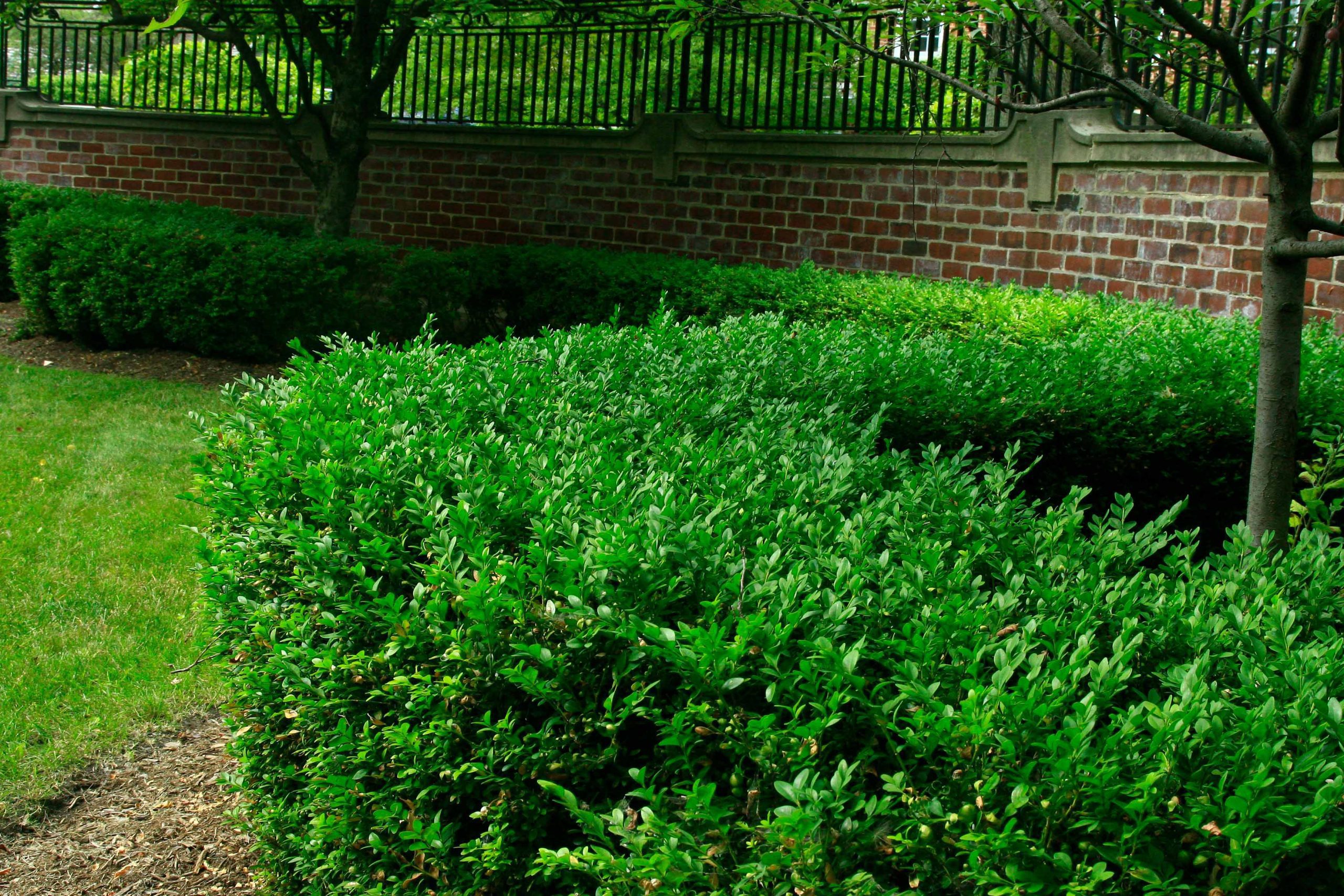 Garden Beds